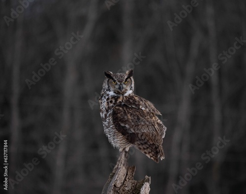 Perched Great Horned Owl