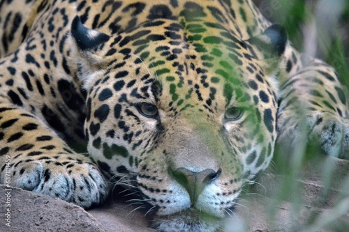 Closeup of a Jaguar in a rest moment