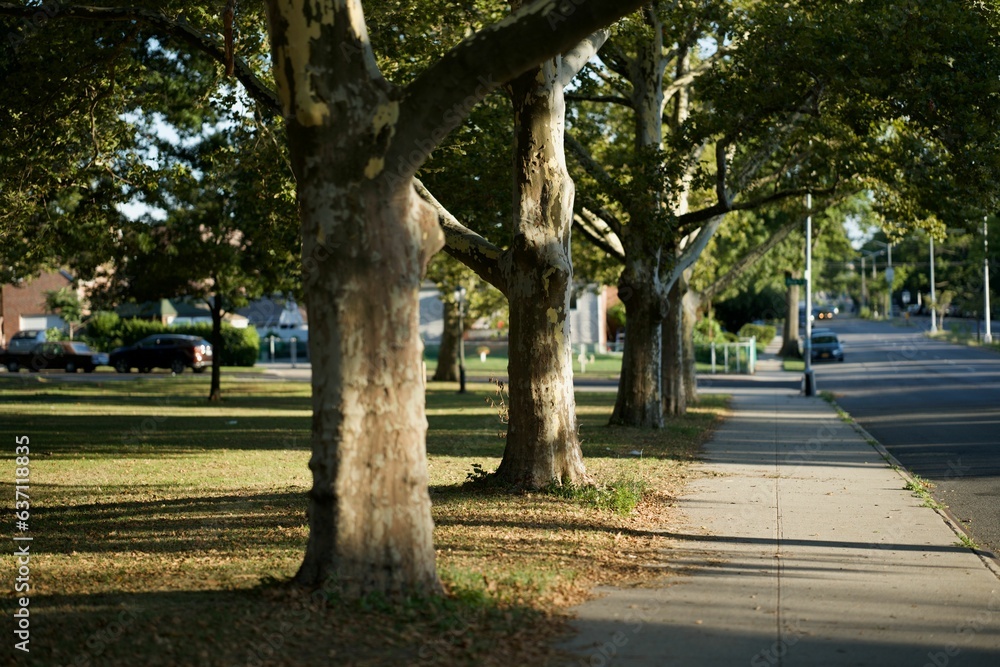 Street and sidewalk on a sunny autumn day in a quiet neighborhood Street and sidewalk on a sunny autumn day in a quiet neighborhood