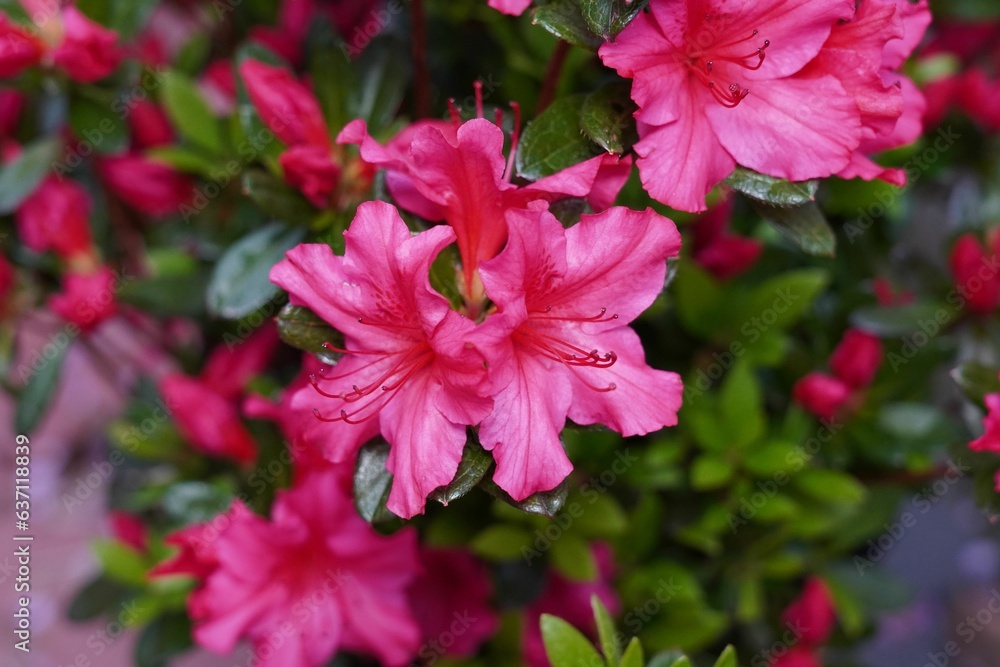 Closeup shot of pink azalea flowers.