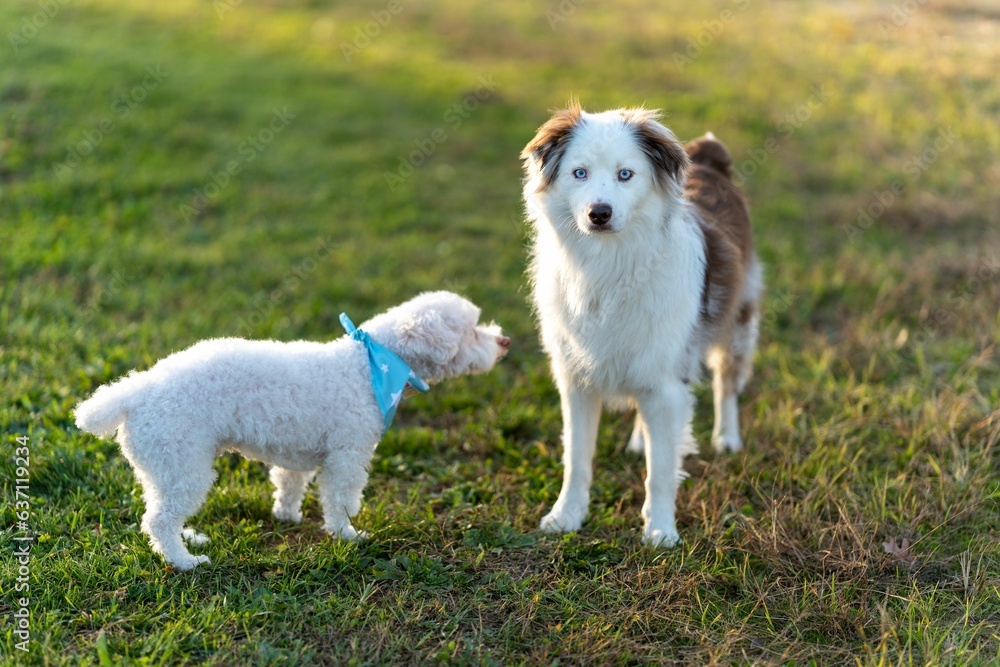 Two dogs playing together in the park Two dogs playing together in the park