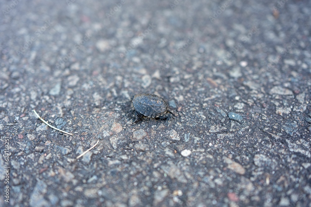 Closeup high angle shot of a small turtle walking on a sidewalk Closeup high angle shot of a small turtle walking on a sidewalk