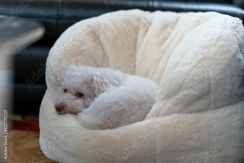 Closeup of an adorable white dog resting on a fluffy bean bag chair at home