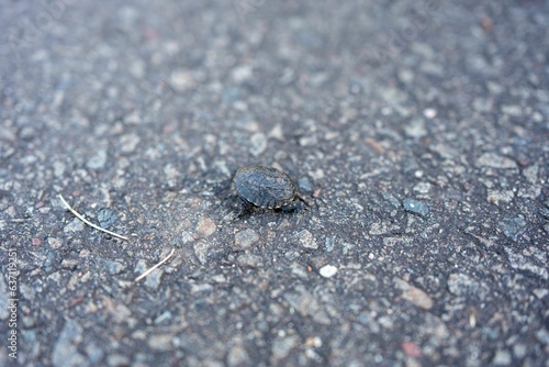 Closeup high angle shot of a small turtle walking on a sidewalk © Tina_taro/Wirestock Creators