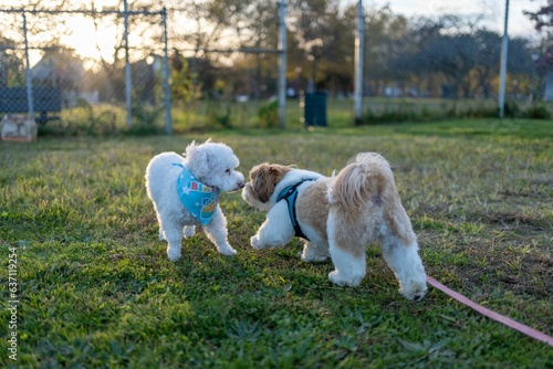 Canvas Print Adorable Poodle and Shih Tzu dogs playing in the green park