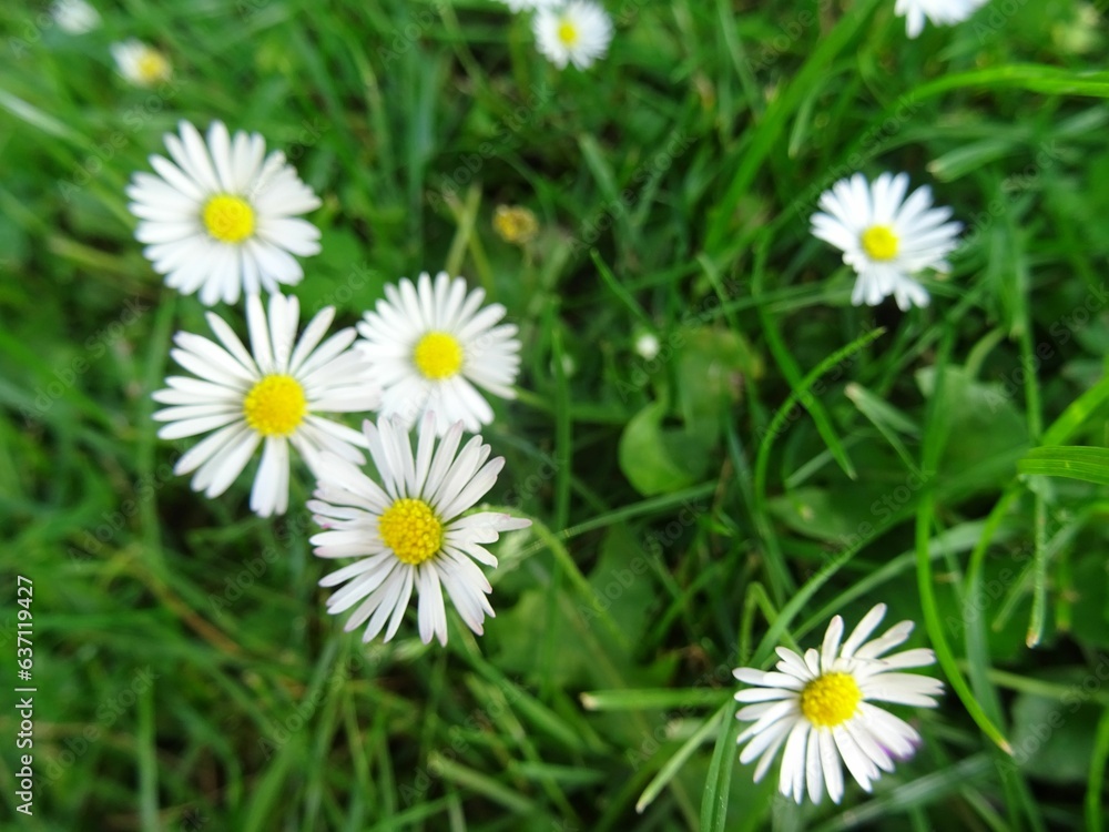 Close-up shot of daisy flowers growing in lush green grass