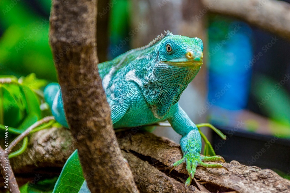 Fototapeta premium Selective focus shot of a vivid blue iguana on a tree branch