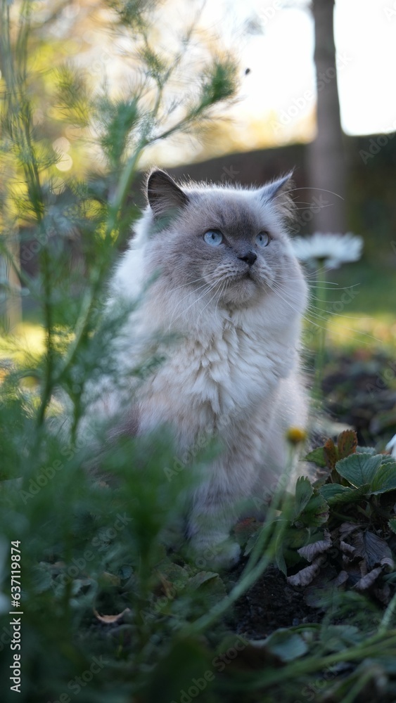 Vertical shot of a Himalayan cat in the garden