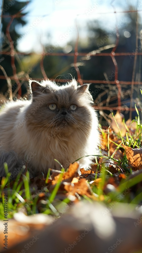 Vertical shot of Persian cat sitting on grass and looking, against blurred background