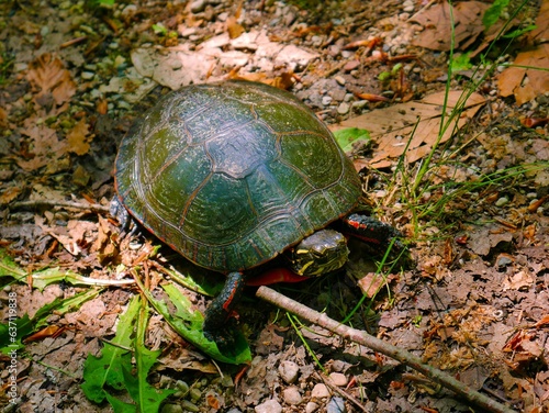 Closeup shot of a European pond turtle (Emys orbicularis) slowly walking in the forest