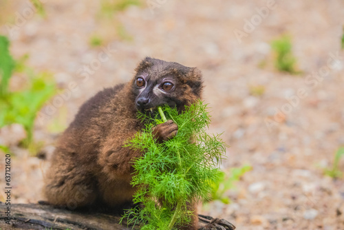 red-fronted brown lemur with long beautiful tail