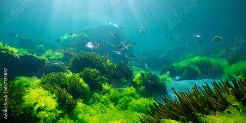 Green seaweed with fish, natural underwater seascape in the Atlantic ocean, Spain, Galicia, Rias Baixas