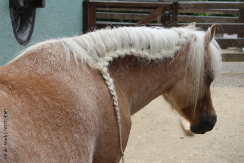Braided mane of a beautiful horse
