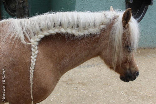 Braided mane of a beautiful horse
