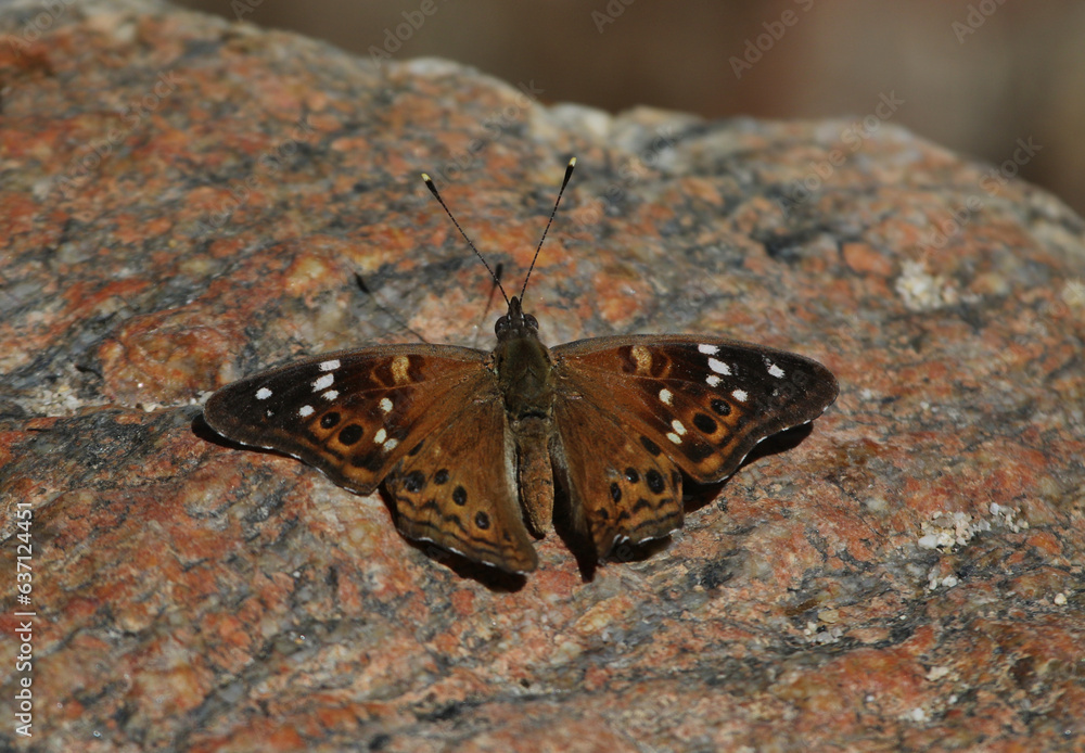 An Empress Leilia (Asterocampa leilia) butterfly resting on a granite rock. Shot in a canyon just outside of Tucson, Arizona.