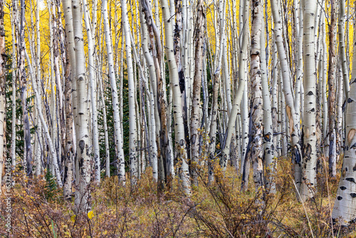 Thick forest of tall aspen trees with yellow leaves in a colorful Colorado fall landscape scene