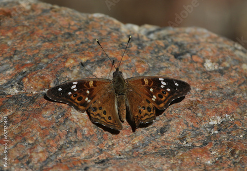 Obraz na płótnie An Empress Leilia (Asterocampa leilia) butterfly resting on a granite rock. Shot in a canyon just outside of Tucson, Arizona. w salonie