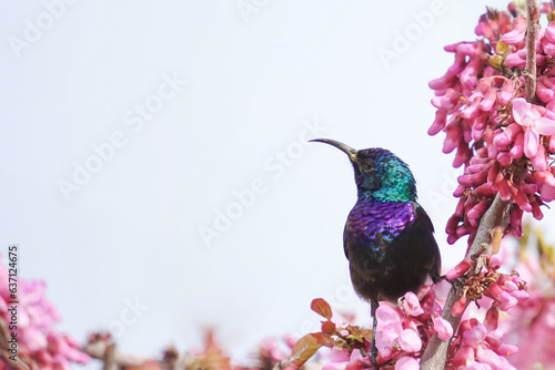 palestinian sunbird photo