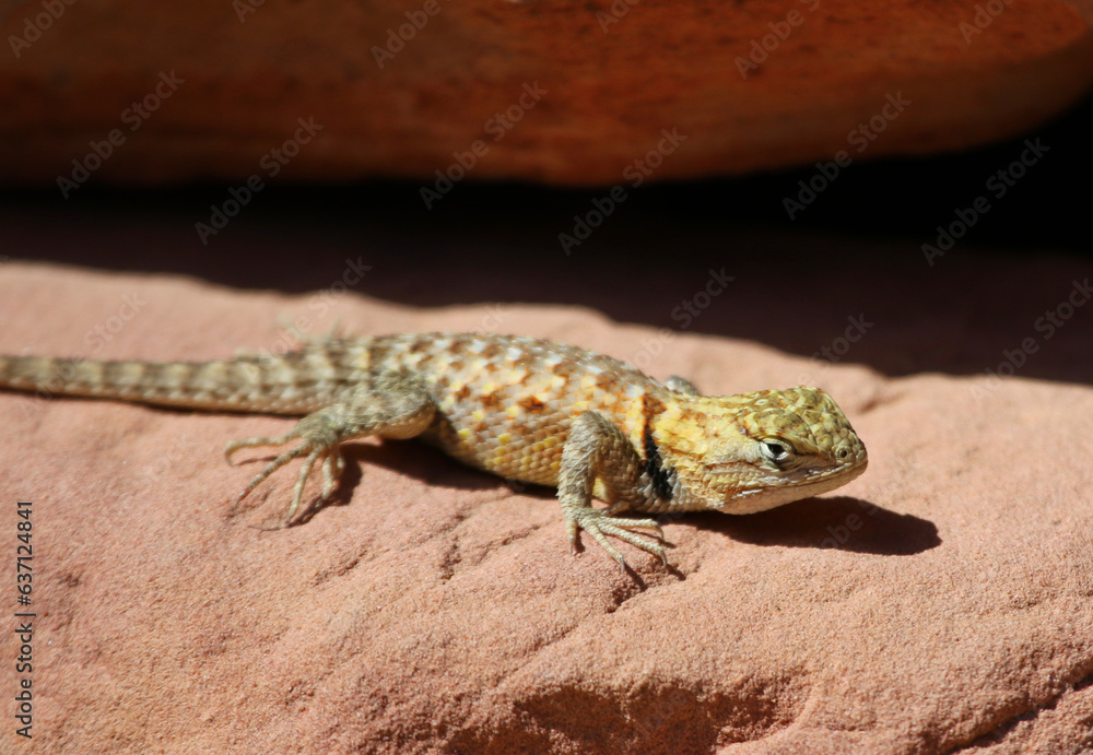 A Desert Spiny Lizard (Sceloporus magister) resting on a rock in the sun. Shot in the Colorado River basin, near Lee's Ferry, Arizona.