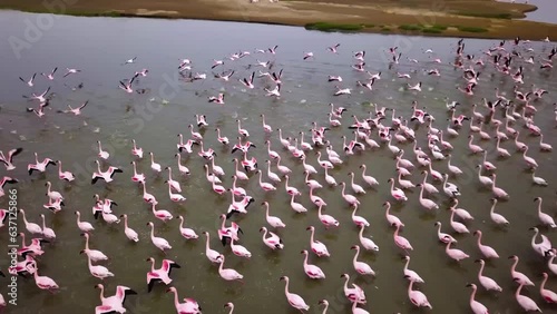 Aerial drone footage of a huge colony of lesser flamingos Phoenicopterus minor. Flying close to flamingos near Walvis Bay in Namibia. Rosy flamingo birds feeding in a lagoon. High quality 4k footage photo