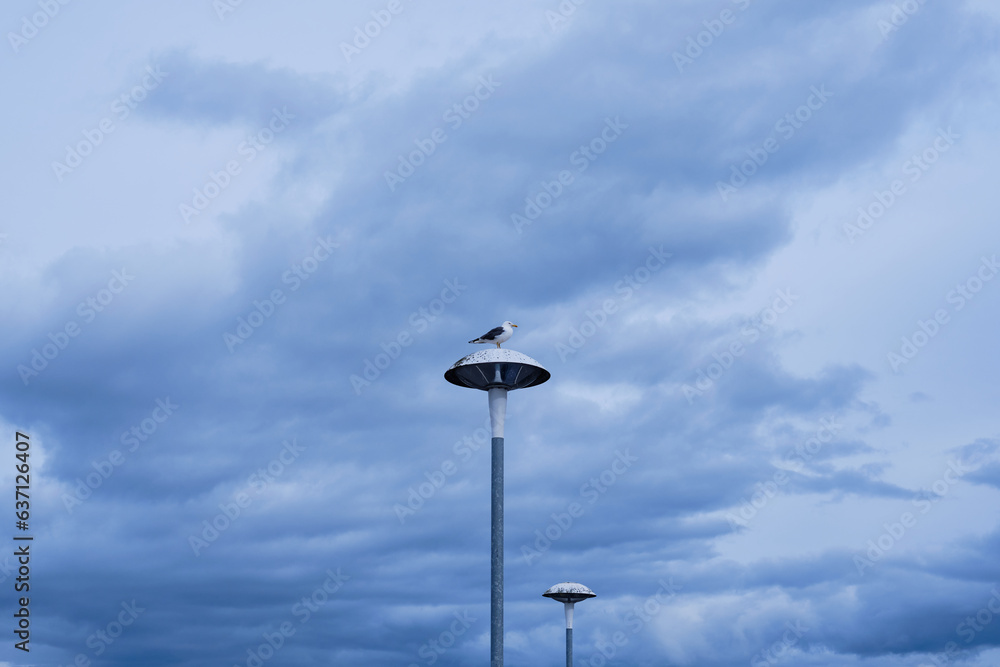 Seagull bird on lamppost, windy dark clouds on background
