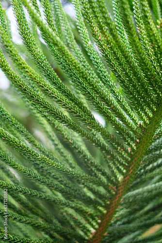 Cook Pine Tree leaves close up  selective focus