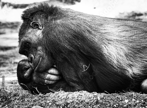 gorilla laying down
