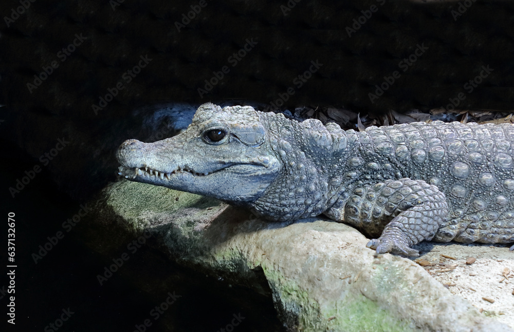 Obraz premium Stumpfkrokodil / Dwarf crocodile / Osteolaemus tetraspis