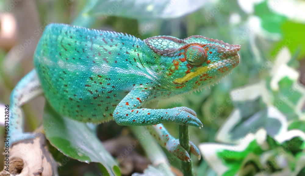 Obraz premium Pantherchamäleon / Panther chameleon / Furcifer pardalis.