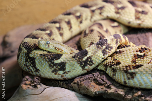 Puffotter / Puff adder / Bitis arietans