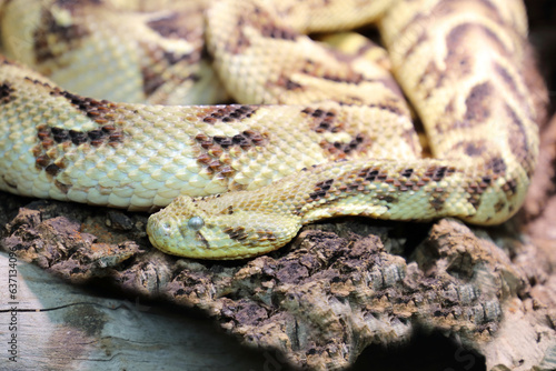 Puffotter / Puff adder / Bitis arietans