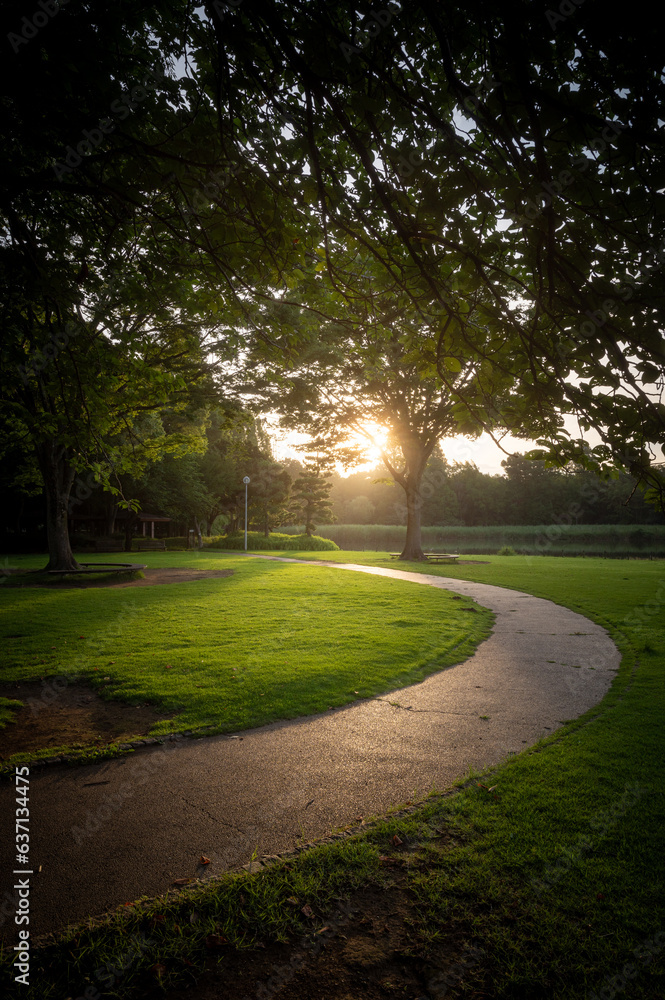 Obraz premium 茨城県つくば市 夏の洞峰公園の朝