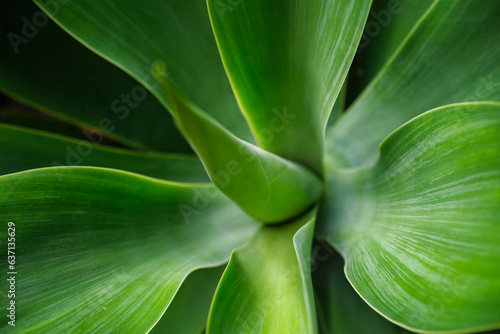 Agave attenuata aka foxtail agave or lion's tail agave leaves top view close up photo
