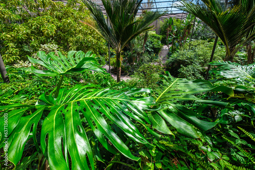 Interior view of the cold house Estufa Fria is a greenhouse with gardens  ponds  plants and trees with Monstera deliciosa leaves in the foreground in Lisbon  Portugal