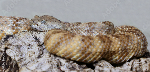 Angel de la Guarda Klapperschlange / Angel de la Guarda Island speckled rattlesnake / Crotalus angelensis