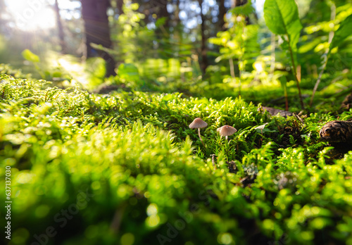 Small mushrooms growing in a moss forest during autumn season. Nice background photo