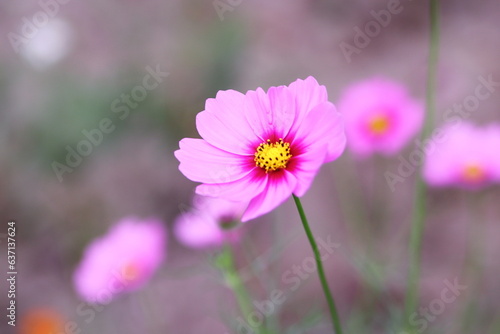 秋の野原に咲くピンクのコスモス © eiiti aoki