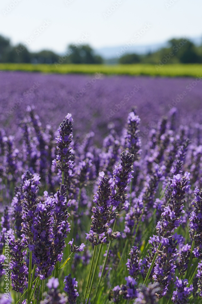 Lavender Field Lavender Field