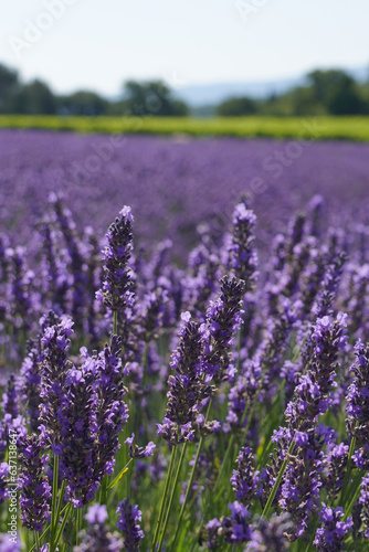 Lavender Field