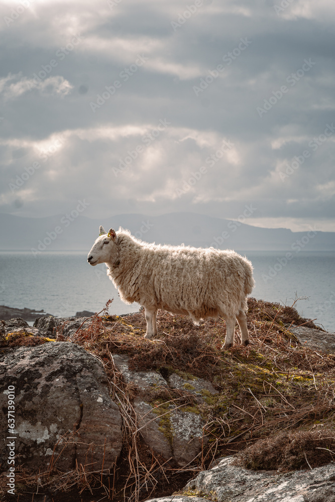 Fototapeta premium Sheep on a Hill