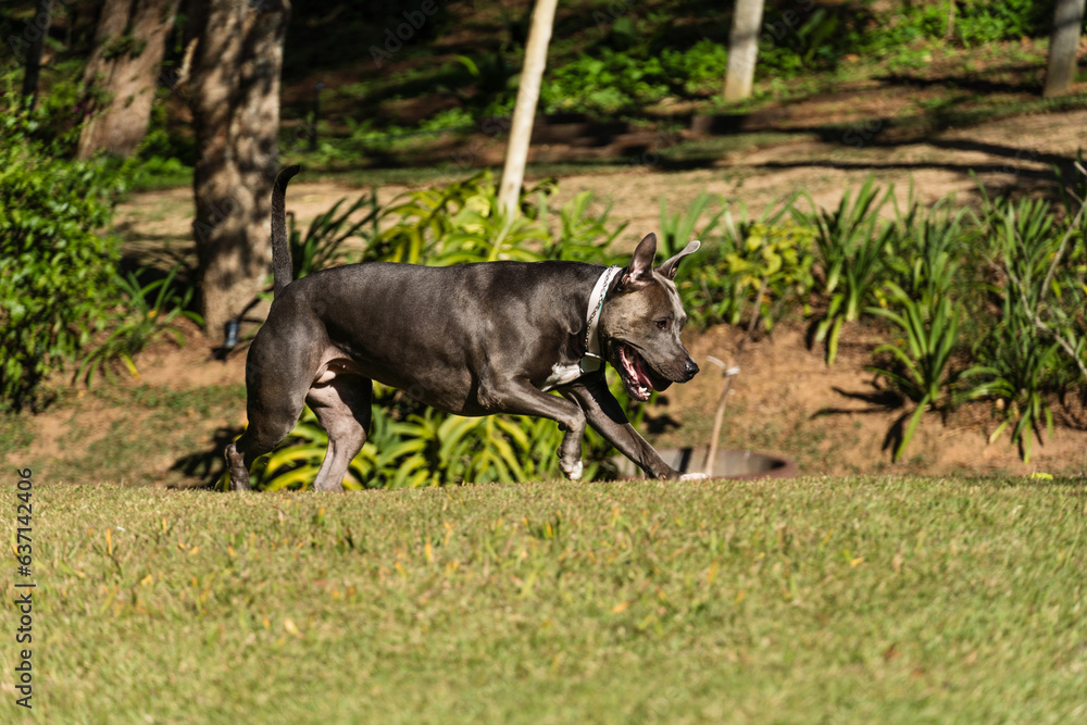 Beautiful Pit bull dog with blue nose playing in the grassy garden with his ball. Sunny day. Nature Beautiful Pit bull dog with blue nose playing in the grassy garden with his ball. Sunny day. Nature