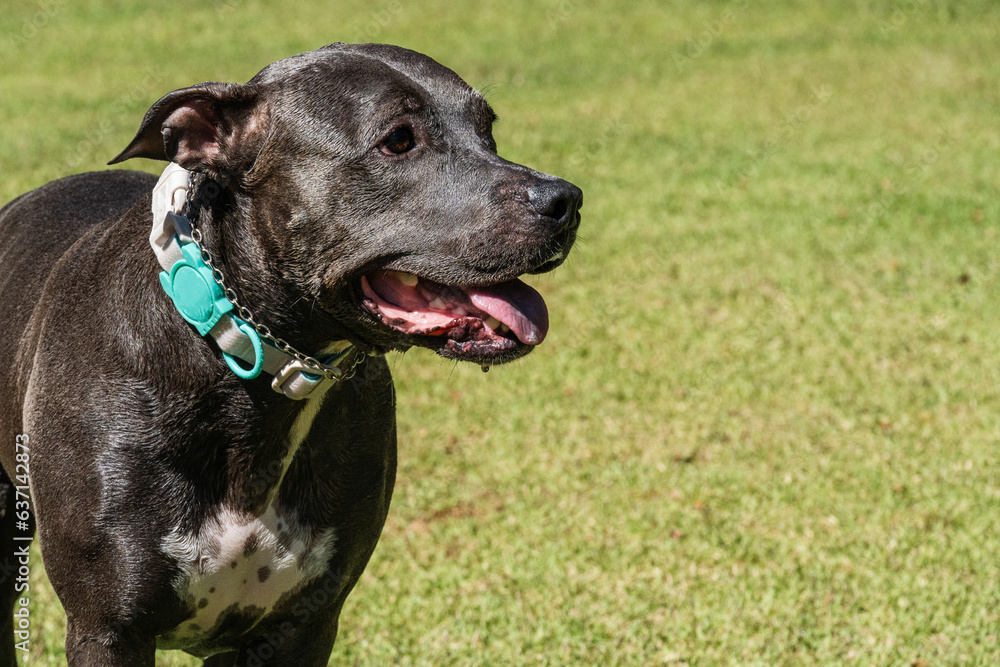 Beautiful Pit bull dog with blue nose playing in the grassy garden with his ball. Sunny day. Nature