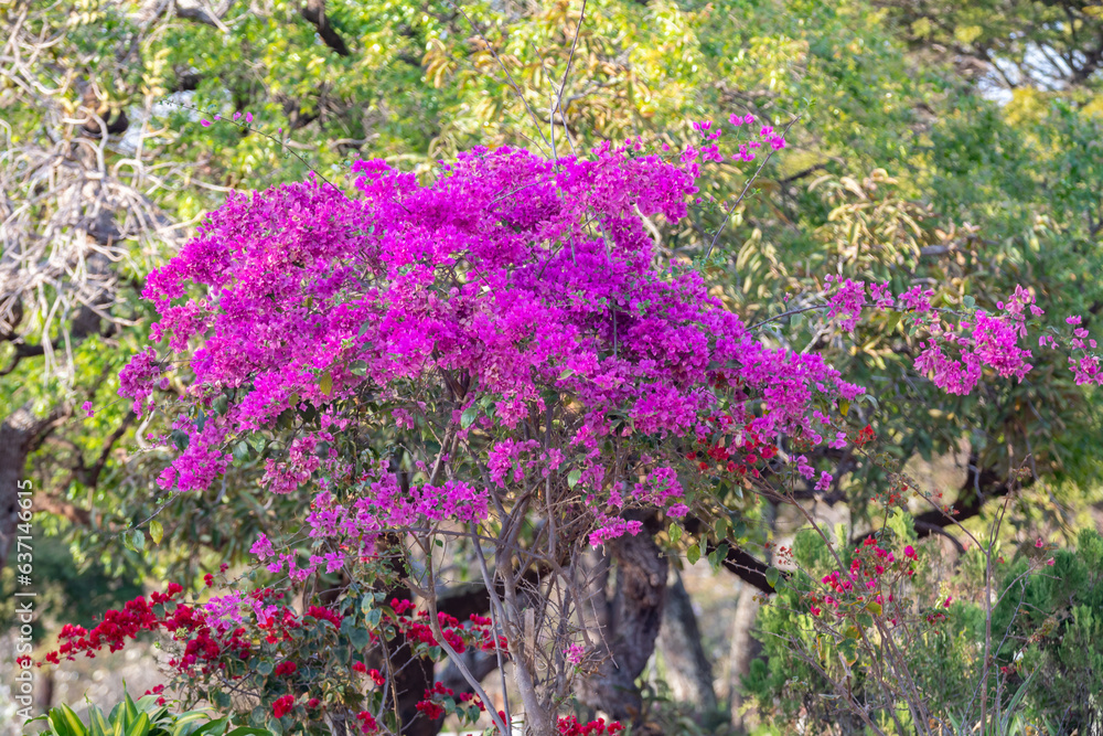 Obraz premium Wild pink flowers in an idyllic, relaxing setting