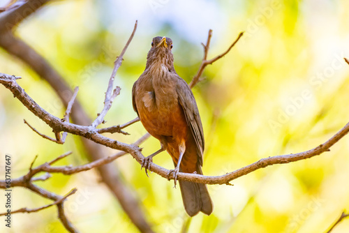 Picture of a beautiful Rufous-bellied Thrush bird! (Turdus rufiventris ) 