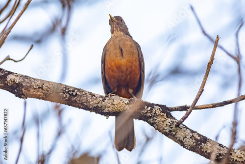 Picture of a beautiful Rufous-bellied Thrush bird! (Turdus rufiventris ) 