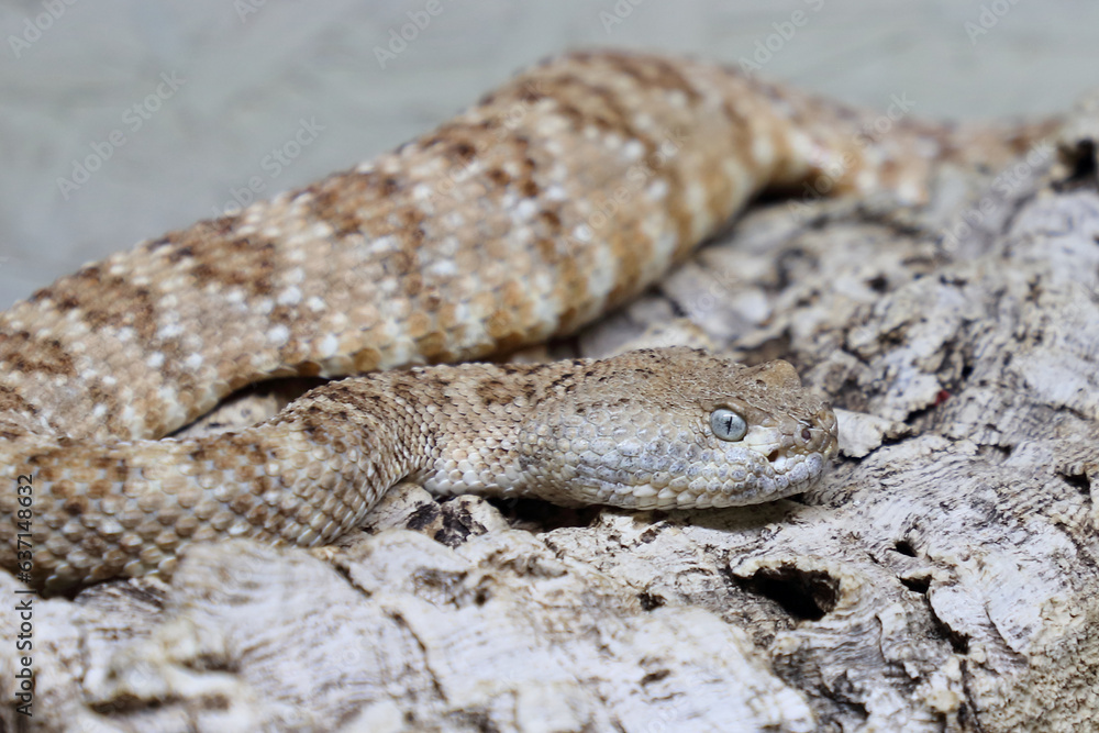 Angel de la Guarda Klapperschlange / Angel de la Guarda Island speckled rattlesnake / Crotalus angelensis Angel de la Guarda Klapperschlange / Angel de la Guarda Island speckled rattlesnake / Crotalus angelensis