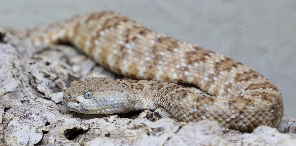 Angel de la Guarda Klapperschlange / Angel de la Guarda Island speckled rattlesnake / Crotalus angelensis Angel de la Guarda Klapperschlange / Angel de la Guarda Island speckled rattlesnake / Crotalus angelensis