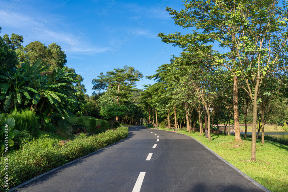 An empty road with green trees in a city park An empty road with green trees in a city park