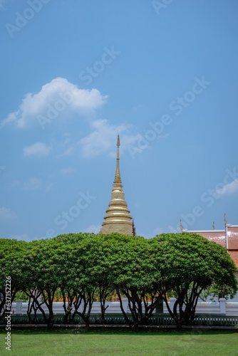 Frangipani trees lined up in rows