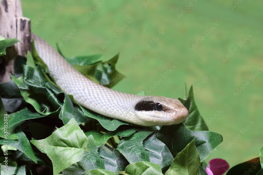 Fototapeta premium Schönnatter / Beauty rat snake / Orthriophis taeniurus callicyanous or Elaphe taeniura callicyanous